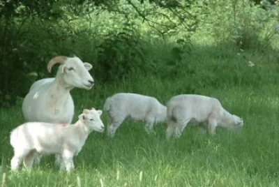 Wiltshire horn jigsaw puzzle