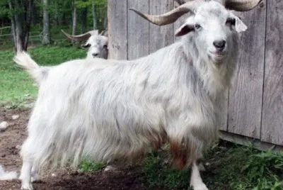 Changthangi jigsaw puzzle