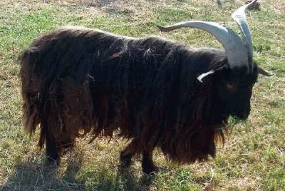 Garganica jigsaw puzzle