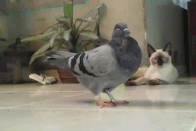 SIMBA Y PALOMA jigsaw puzzle