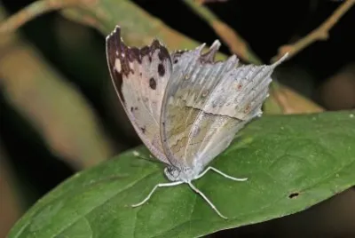 Salamis parhassus jigsaw puzzle