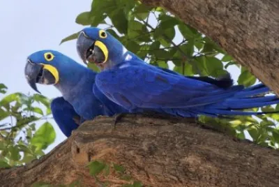 ara giacinto jigsaw puzzle