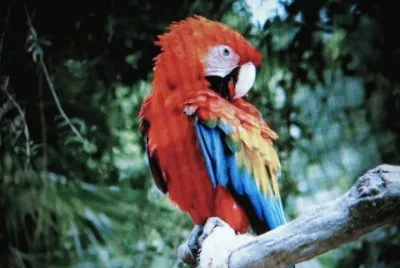 Ara macao jigsaw puzzle