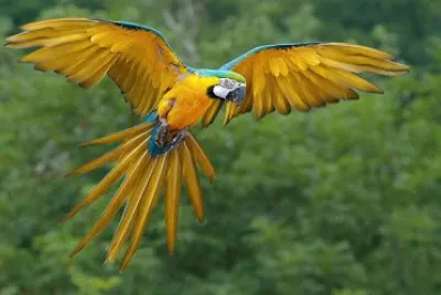 Ara giallo blu jigsaw puzzle