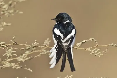 Minivet panciabianca jigsaw puzzle