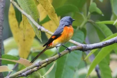 Minivet piccolo jigsaw puzzle