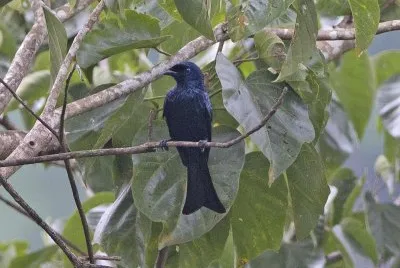 Drongo balicassio jigsaw puzzle