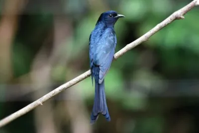 Drongo cuckoo jigsaw puzzle