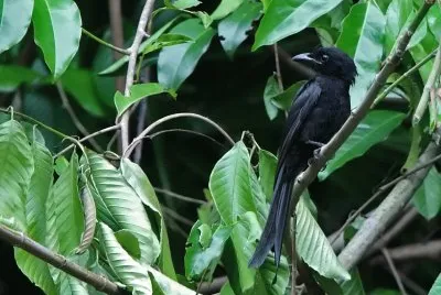 Drongo delle andamane jigsaw puzzle