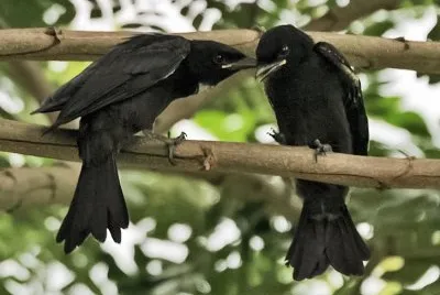 Drongo nero jigsaw puzzle