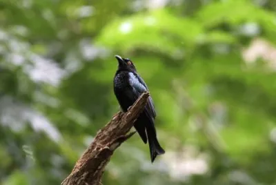 Drongo picchiettato jigsaw puzzle