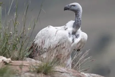 Grifone del capo jigsaw puzzle