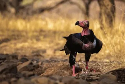 Avvoltoio calvo jigsaw puzzle