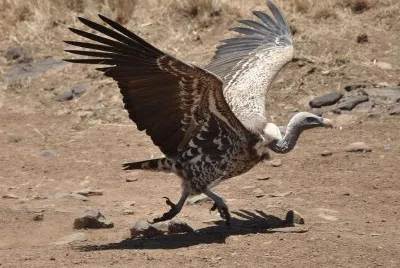 Avvoltoio di rueppell jigsaw puzzle