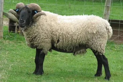 Norfolk horn jigsaw puzzle