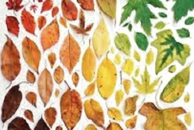 11-13 jigsaw puzzle