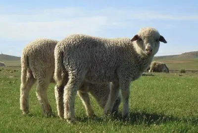 Orkhon jigsaw puzzle