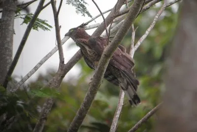 Pecchiaiolo delle filippine jigsaw puzzle