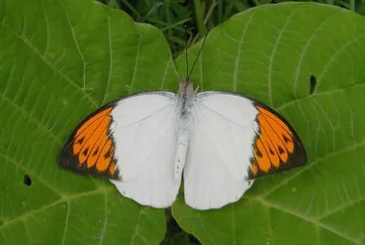 Great orange tip jigsaw puzzle