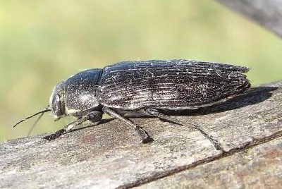 Buprestis haemorhoidalis jigsaw puzzle