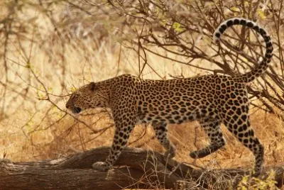 Leopardo africano jigsaw puzzle