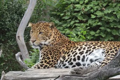 Leopardo di giava jigsaw puzzle