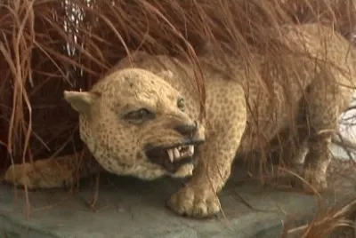 Leopardo di zanzibar jigsaw puzzle