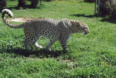 Leopardo persiano jigsaw puzzle