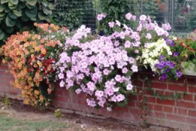 Bloemen