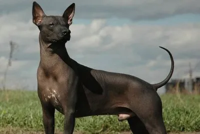 XOLOESCUINCLE jigsaw puzzle