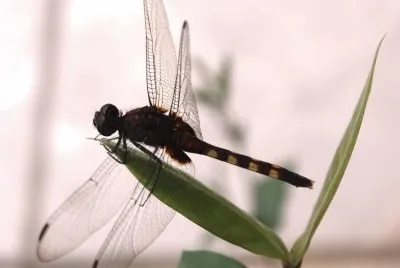 cute dragon-fly in my garden jigsaw puzzle