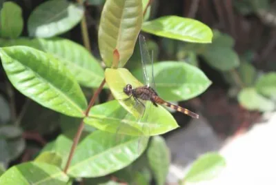 Other cut dragon-fly in my garden jigsaw puzzle