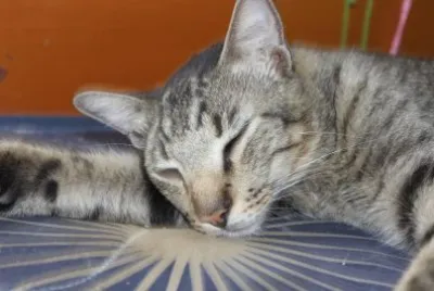 mummy relax jigsaw puzzle