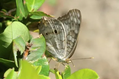 beautiful very small butterfly friend jigsaw puzzle