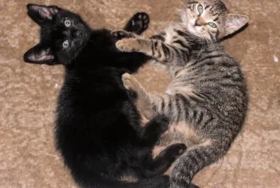 Ying yang kitten brothers jigsaw puzzle