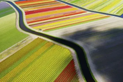 CAMPO DE TULIPANES