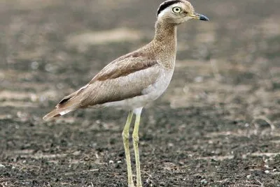 Occhione del perÃ¹ jigsaw puzzle