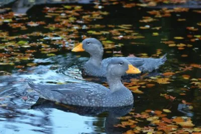 Anatra vaporiera di magellano jigsaw puzzle