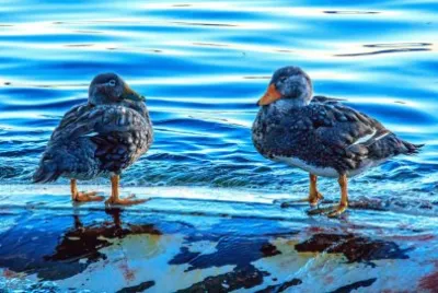 Anatra vaporiera volatrice jigsaw puzzle