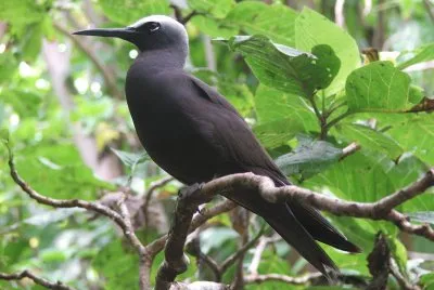 Noddy nero jigsaw puzzle