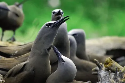 Noddy marrone jigsaw puzzle