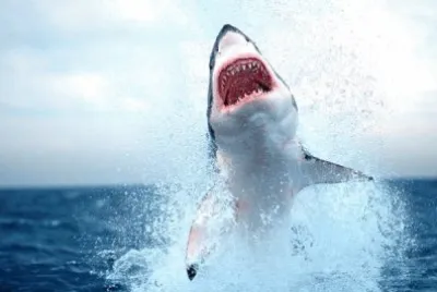 animal jigsaw puzzle