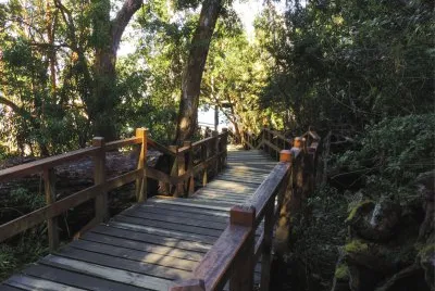 Bosque de los Arrayanes