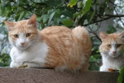 jilux888 jigsaw puzzle