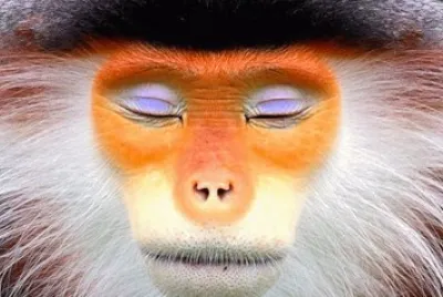 Familia jigsaw puzzle