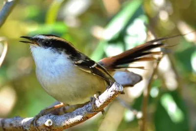 Rayadito jigsaw puzzle