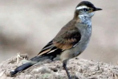 Cinclode alibarrate jigsaw puzzle