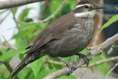 Cinclode panciascura jigsaw puzzle