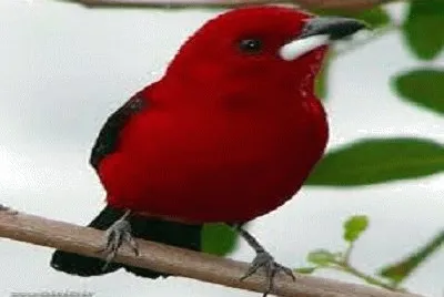 JR 348 jigsaw puzzle