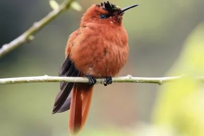 Juan fernandez fire crown jigsaw puzzle